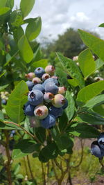 Close-up of fruits growing on tree