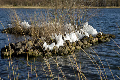 Swan swimming in lake