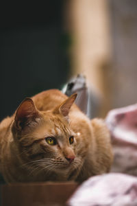 Close-up of a cat looking away