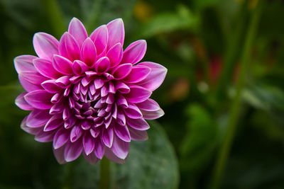 Close-up of purple flower blooming outdoors