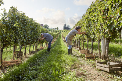 Mature farmers examining grape vine in vineyard on sunny day