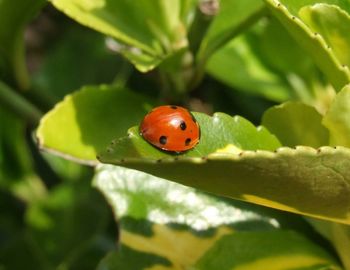 Close-up of ladybug ladybird on leaf