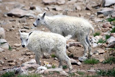 Sheep on field