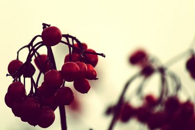 Low angle view of red berries against sky