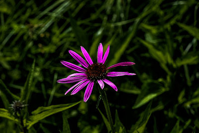 Close-up of purple flower