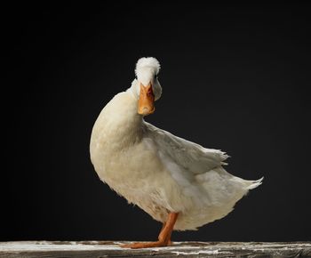 Close-up of duck perching on black background