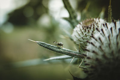 Close-up of insect on plant