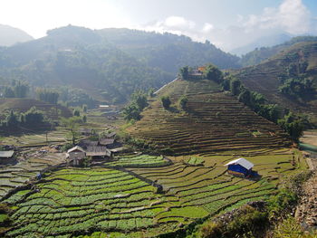 Scenic view of agricultural field