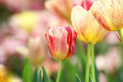 Close-up of pink tulip