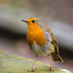 Close-up of bird perching on yellow leaf