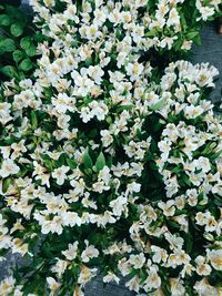 Close-up of white flowers on tree