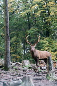 Deer standing in a forest