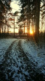 Silhouette trees in forest during winter