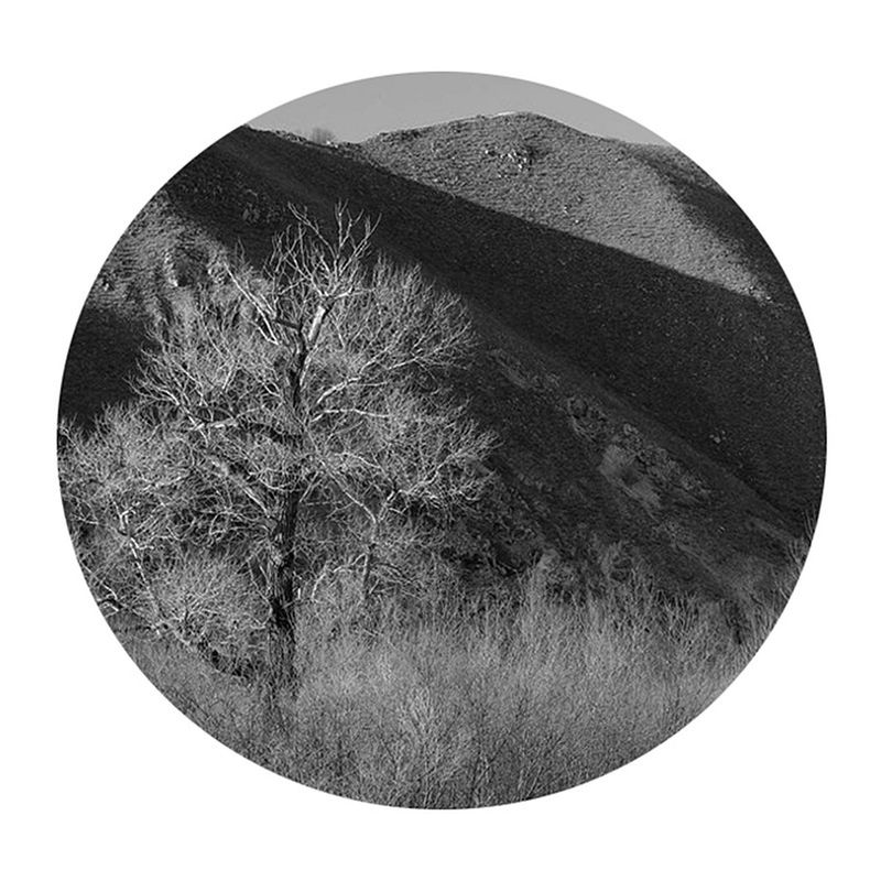 circle, white background, no people, nature, close-up, outdoors, clear sky, studio shot, day, tree, beauty in nature, sky