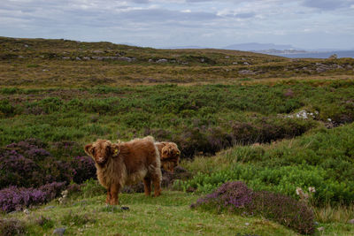 Herd of red brown scottish highlanders in a natural autumn landscape.