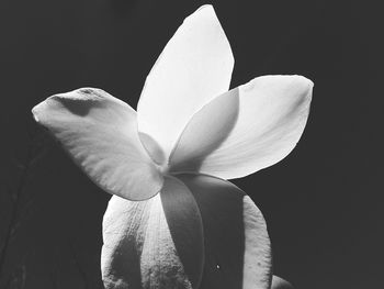 Close-up of white flowers