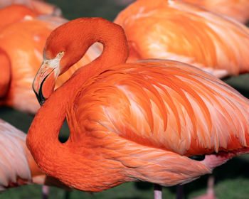 Close-up of bird