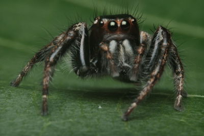 Close-up of spider