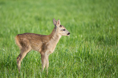 Squirrel standing on field