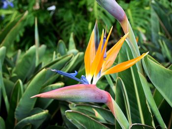 Close-up of flowering plant