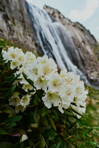 Close-up of white flowering plant