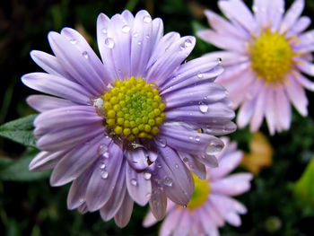 Close-up of water drops on flowers