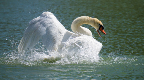 Close-up of swan swimming in lake