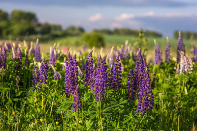 Close-up of purple lupins flowering plants on summer field at sunny day