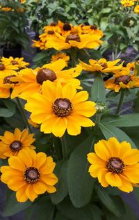 High angle view of yellow flowers blooming in park