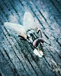 Close-up of fly on wood