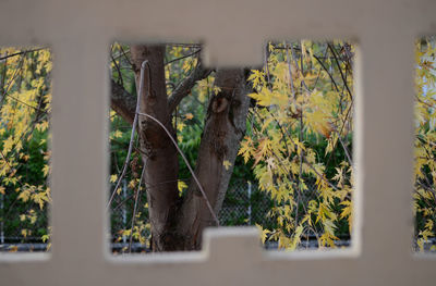 Close-up of plants against built structure