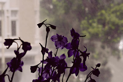 Close-up of purple flowering plants