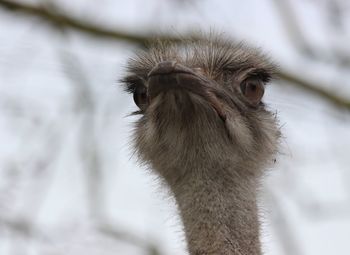 Close-up portrait of an emu bird