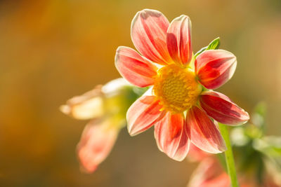 Close-up of orange flower