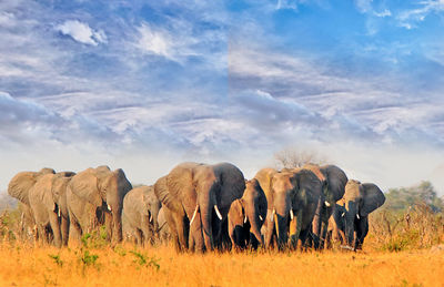 Herd of elephants in a line