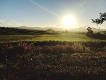 Scenic view of field against bright sun