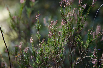 Close-up of plants