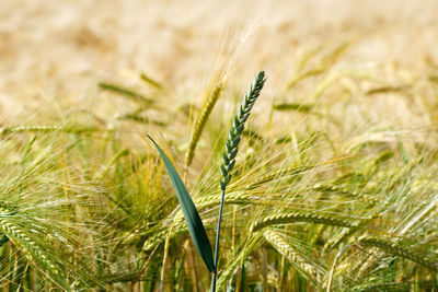 Close-up of wheat growing on field