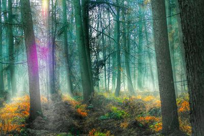 Trees in forest