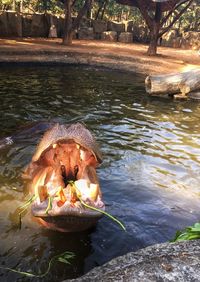 Close-up of turtle in water