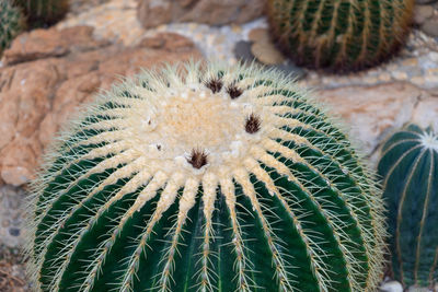 Close-up of cactus plant on field