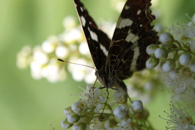 Close-up of butterfly pollinating on flower