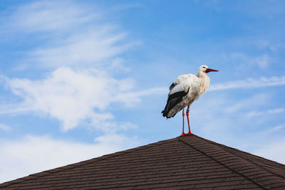 Low angle view of bird perching on roof against sky