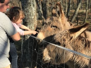 Father and daughter looking at donkeys by railing at farm