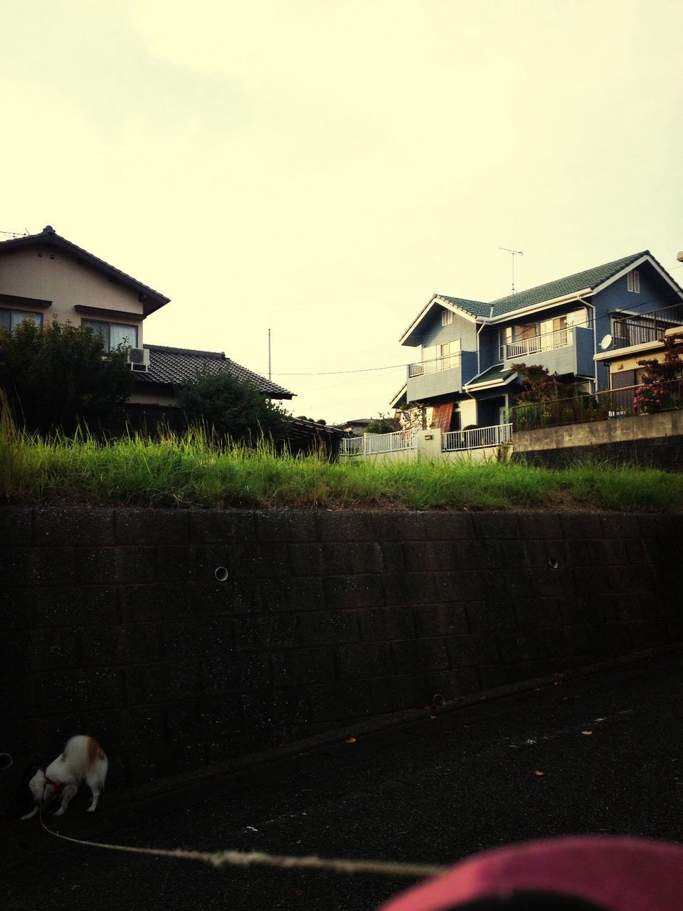 building exterior, grass, built structure, architecture, animal themes, domestic animals, clear sky, field, house, sky, one animal, grassy, dog, pets, day, outdoors, copy space, walking, residential structure