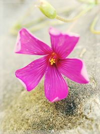 Close-up of flower