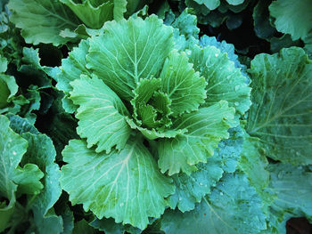 Full frame shot of green leaves