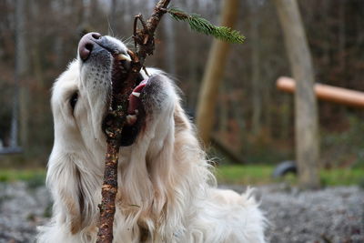 Close-up of dog outdoors