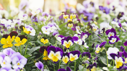 Close-up of purple flowering plants on field