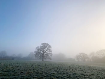 Trees on field against sky during foggy weather